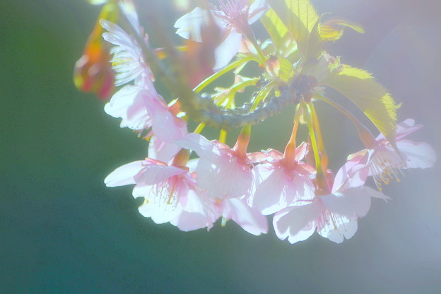 早咲きの桜・イズノオドリコ2011