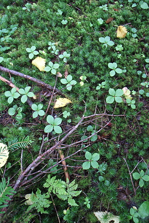 R0015566