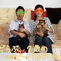 【猫アニメ】チビらぶ、２歳のお誕生日にゃ！