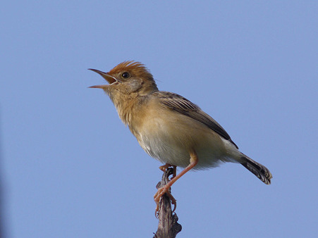 タイワンセッカ(Bright-capped Cisticola) P1120835_R