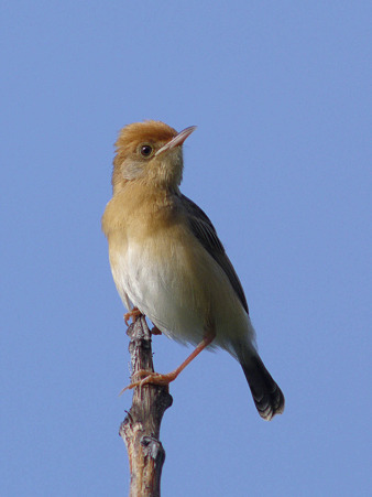 タイワンセッカ(Bright-capped Cisticola) P1120843_R