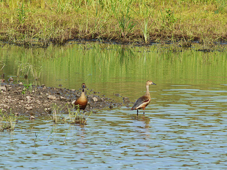 リュウキュウガモ(Lesser Whistling-duck) P1140897_R