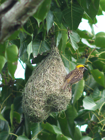 キムネコウヨウジャク(Baya Weaver) P1190954_R