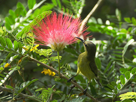 キバラタイヨウチョウ(Olive-backed Sunbird) IMG_1463_R