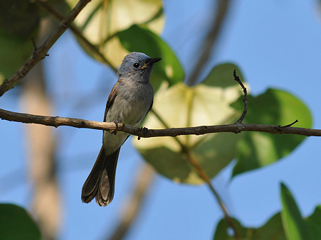クロエリヒタキ(Black-naped Monarch) DSC_4023_R