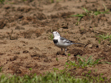 ハクセキレイ(White Wagtail) P1210423_R