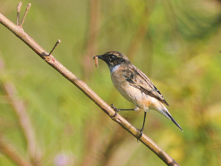 ノビタキ(お食事中)(Common Stonechat) DSC_4283_R