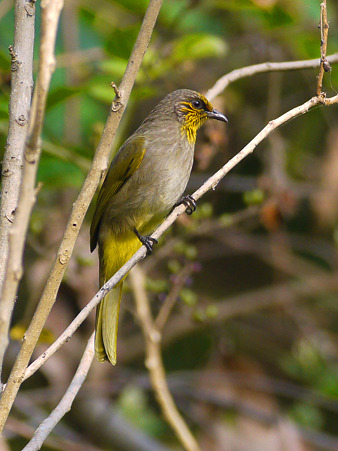 キビタイヒヨドリ(Stripe-throated Bulbul) P1290040_R