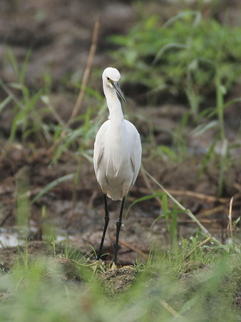 コサギ(Little Egret) O1001027_R