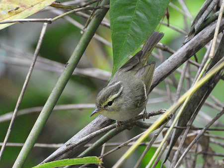 センダイムシクイ?(Eastern Crowned Warbler) DSC_0415_R