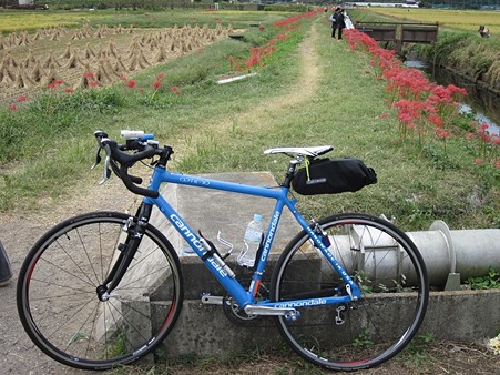 我自転車と彼岸花 まだまだ続く。