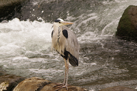 IMGP1371_s