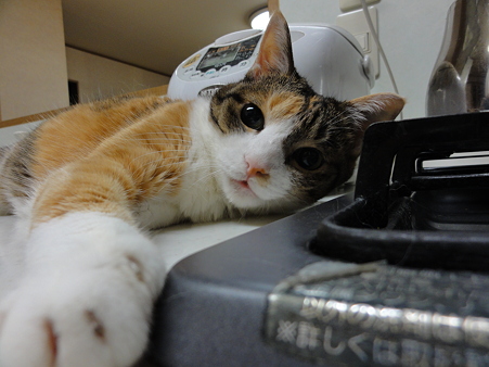 ミミ20100901