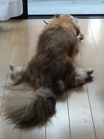 ギンタロウ20100918