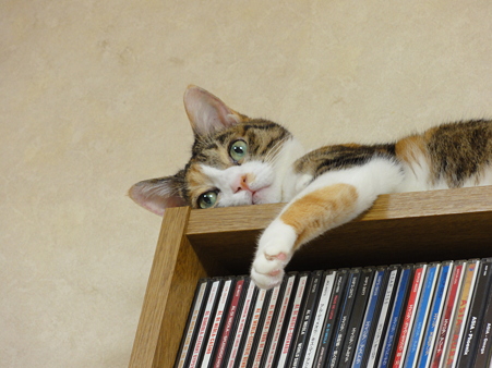 ミミ20101014