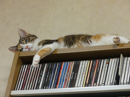 ミミ20101014