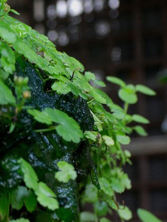 RIMG0266-名水