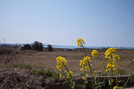 Field_mustard04212011dp1