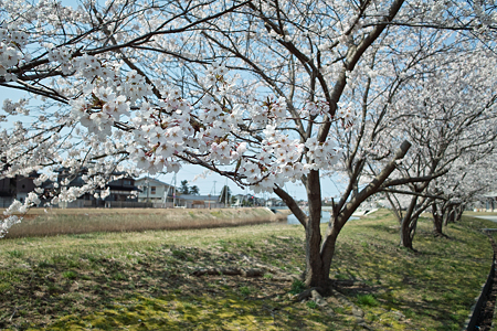 Cherry_blossom04212011dp1-10