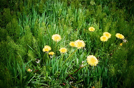 Dandelion_Solaris200_05062011smena