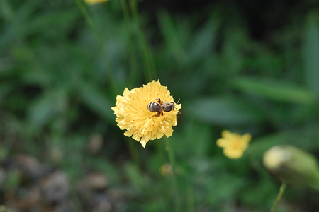 Dandelion_and_bug06152011dp2-03