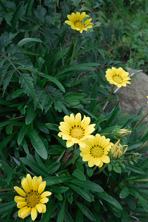 Flower07022011sd15-06