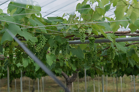 Grape07092011sd15