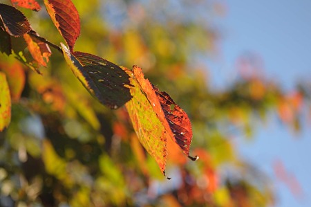 DSC_5429d9L