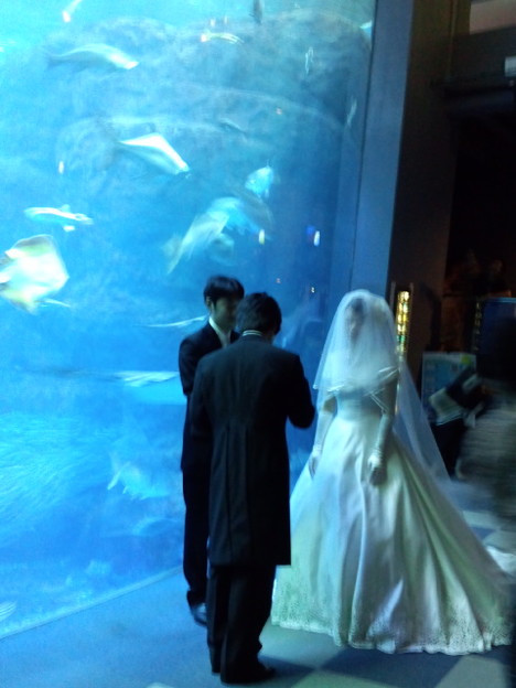 江ノ島水族館なう 結婚式し 写真共有サイト フォト蔵