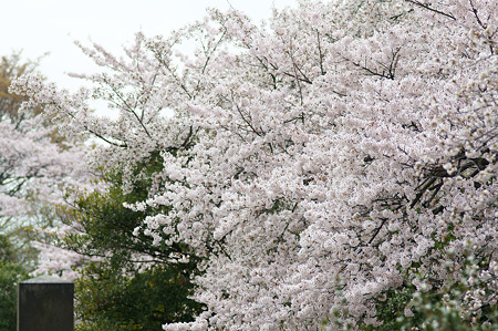 谷中の桜