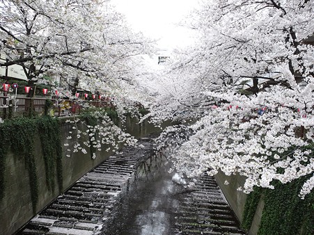 目黒川の桜2011 その1