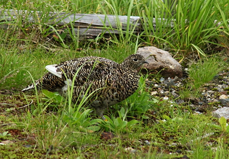 ライチョウ　雌　　お目目が可愛いな＾＾