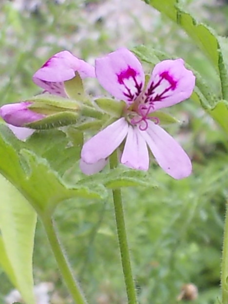 蚊連草 かれんそう の花 写真共有サイト フォト蔵