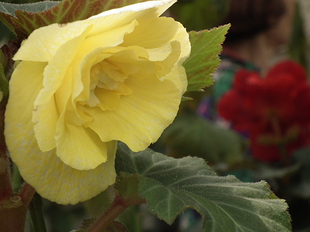 DSCF0430