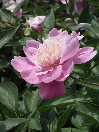 DSCF0023