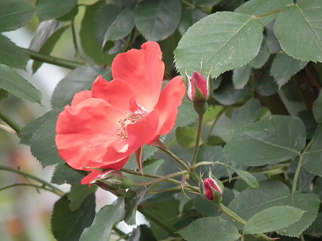 DSCF0094