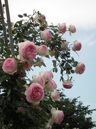 DSCF0167