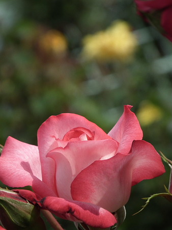 DSCF0393