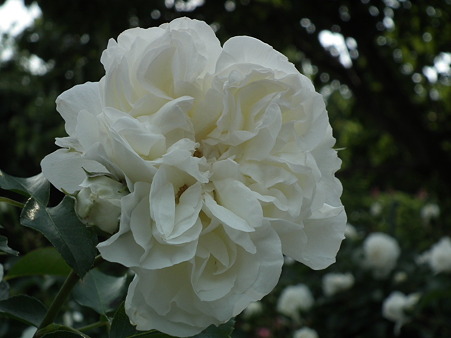 DSCF0523