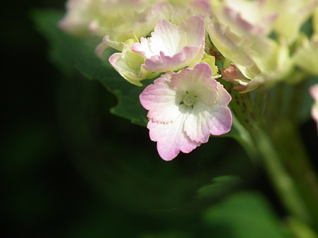 DSCF0602