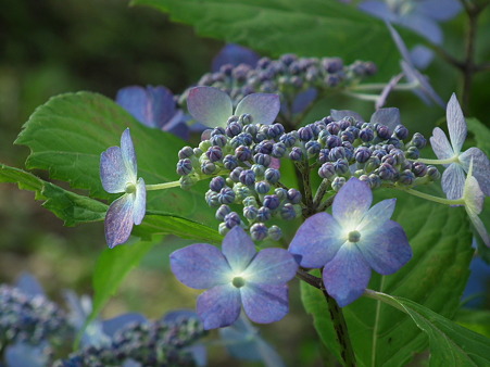 DSCF0706