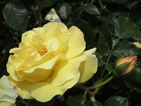 DSCF0064