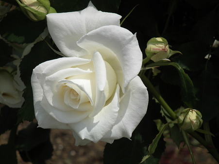 DSCF0135