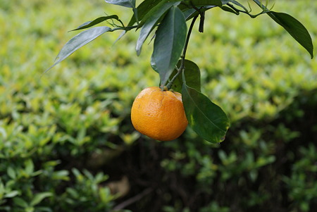 橙（ダイダイ）