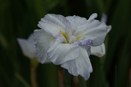 花菖蒲　品種不明　４