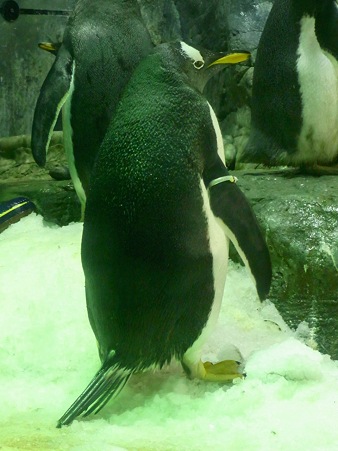 アデリーペンギン属の長い尾羽 海遊館にて ペンギン讃歌