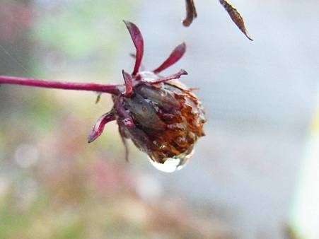 101122雨、花