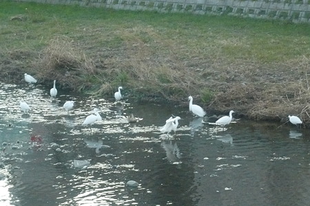 朝のコサギ
