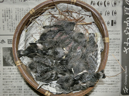 今日はダニ大丈夫かな