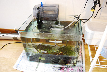 前の水槽が大活躍です!